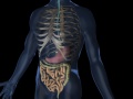 3D visualisation of full body mid view for medical client project 1