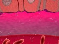 3D visualisation of microvilli-close-up-anim for a medical client project